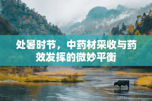 处暑时节，中药材采收与药效发挥的微妙平衡