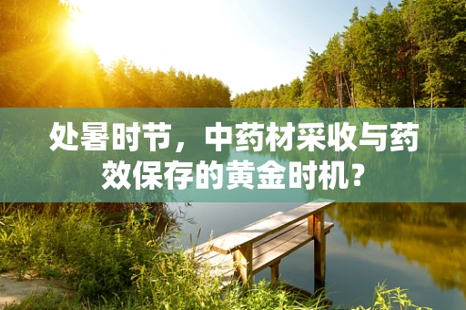 处暑时节，中药材采收与药效保存的黄金时机？