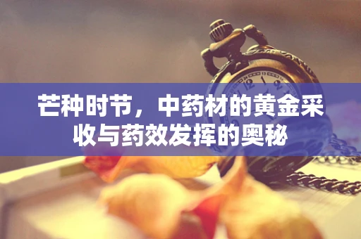 芒种时节，中药材的黄金采收与药效发挥的奥秘