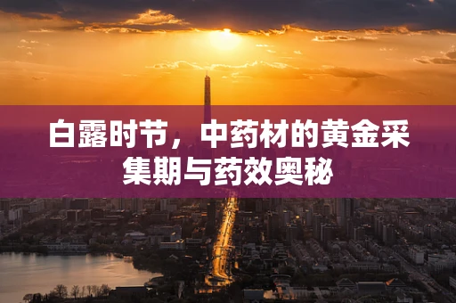 白露时节，中药材的黄金采集期与药效奥秘