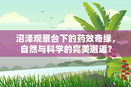 沼泽观景台下的药效奇缘，自然与科学的完美邂逅？